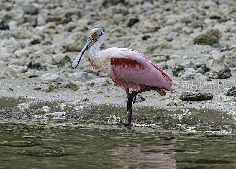 玫瑰色琵鹭，Platalea ajaja, Ajaia ajaja, Audubon Alafia银行鸟类保护区;鸟岛;希尔斯堡惨案湾;坦帕湾;佛罗里达。栖息。